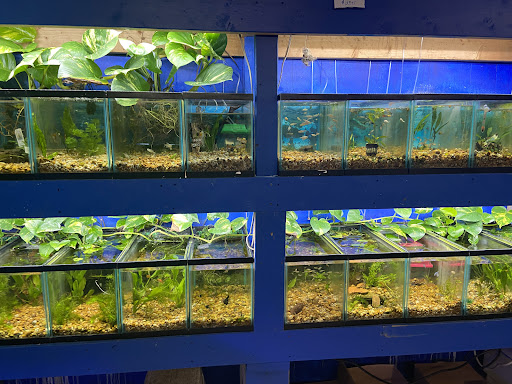 Pet Store «Exotic Fish», reviews and photos, 406 Northside Dr # F, Valdosta, GA 31602, USA