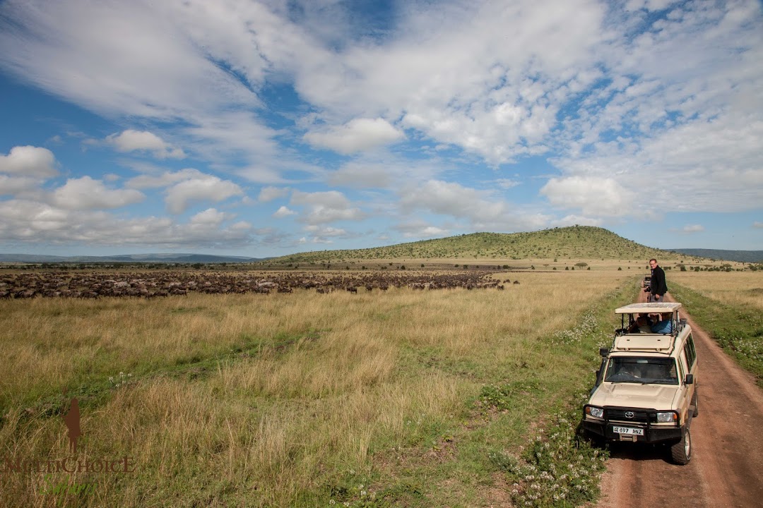 Multichoice Safaris