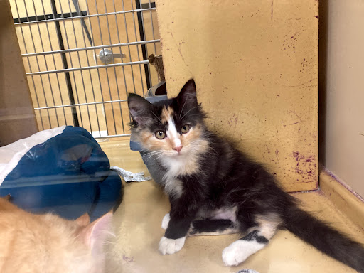 Pet Supply Store «PetSmart», reviews and photos, 32962 FM 2978 Rd, Magnolia, TX 77354, USA