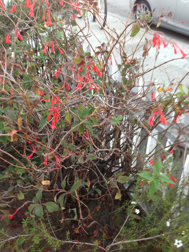 Tobacco Shop «Green House Smoke Shop», reviews and photos, 1428 Abbot Kinney Blvd, Venice, CA 90291, USA