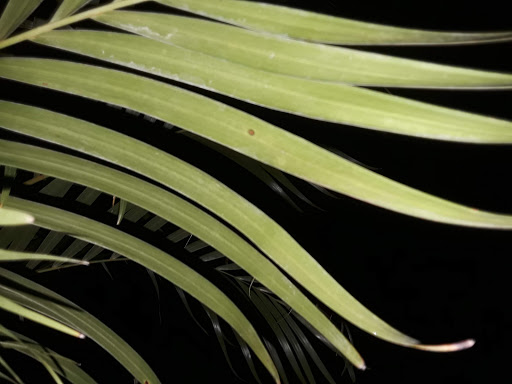 Home Improvement Store «The Home Depot», reviews and photos, 10151 Bloomingdale Ave, Riverview, FL 33569, USA