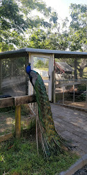 Mill Creek Bird Park and Animal Encounters