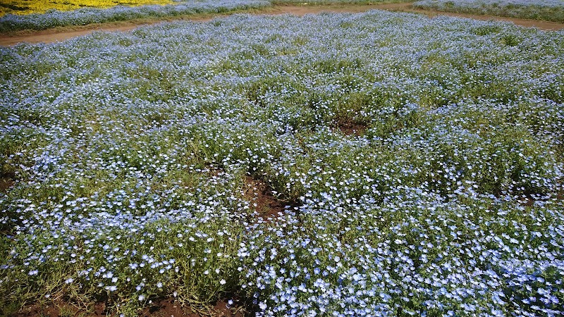 富田町野口農園