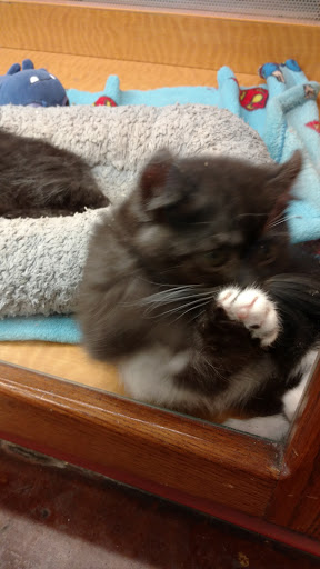 Pet Store «Animal Ark», reviews and photos, 175 S 500 E St, American Fork, UT 84003, USA