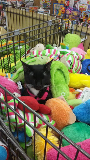 Pet Supply Store «Petco Animal Supplies», reviews and photos, 1670 Airport Blvd #700, Pensacola, FL 32504, USA