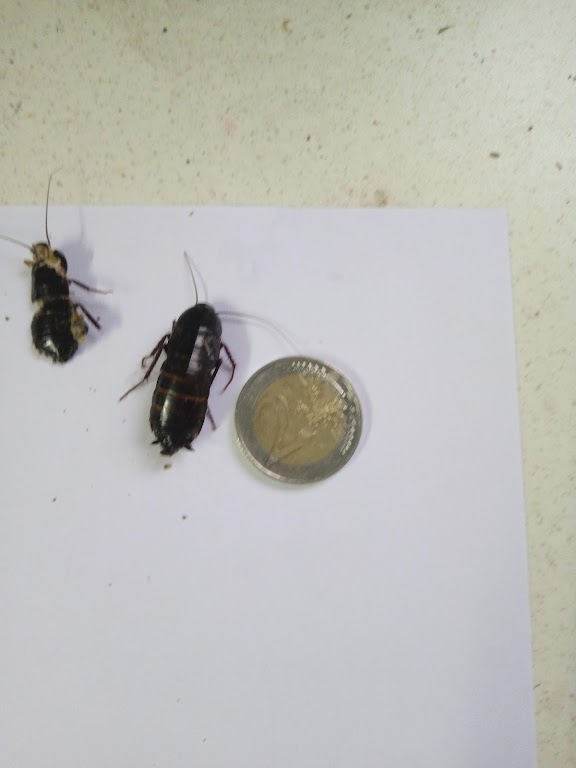 Lembrucher Schädlingsbekämpfung