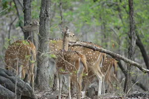 Pench National Park image