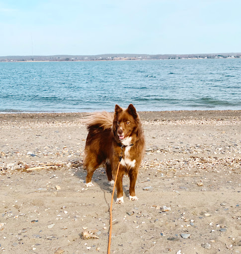 Pet Supply Store «Petco Animal Supplies», reviews and photos, 1309 W Main Rd, Middletown, RI 02842, USA