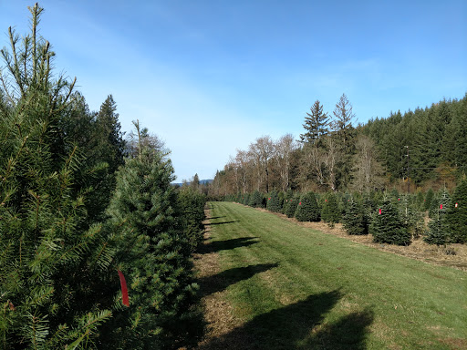 Enchanted Winds Christmas Tree Farm