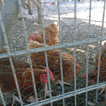 Photo n°2 de l'avis de Torsten.e fait le 23/07/2020 à 17:09 sur le  Landgasthof Zweite Heimat à Langfurth