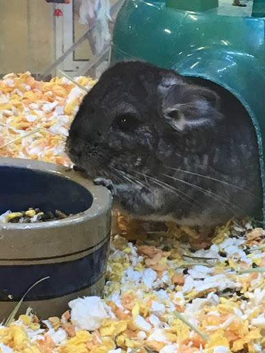 Pet Supply Store «PetSmart», reviews and photos, 1515 US-22, Watchung, NJ 07069, USA