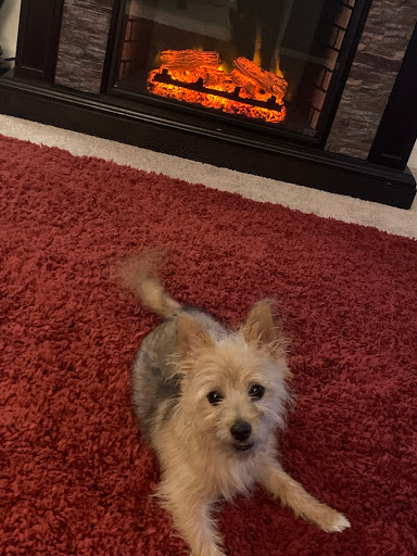 Pet Supply Store «Petco Animal Supplies», reviews and photos, 1574 N Dupont Hwy #300, Dover, DE 19901, USA