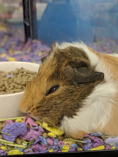 Pet Supply Store «Petco Animal Supplies», reviews and photos, 3012 Bridgepointe Pkwy, San Mateo, CA 94404, USA