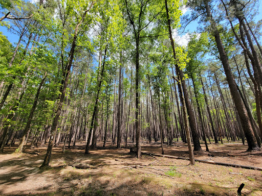 National Park «Congaree National Park», reviews and photos, 100 National Park Rd, Hopkins, SC 29061, USA
