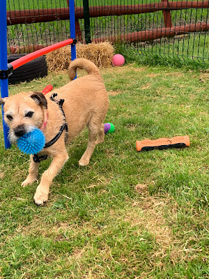 Summer Hill Pet Hotel & Spa