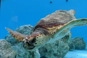 Sea Turtles Pool image