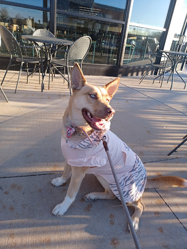 Pet Supply Store «PetSmart», reviews and photos, 131 Highlands Blvd Dr, Manchester, MO 63011, USA