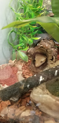 Pet Supply Store «Pet Supplies Plus», reviews and photos, 494 Westgate Dr, Brockton, MA 02301, USA