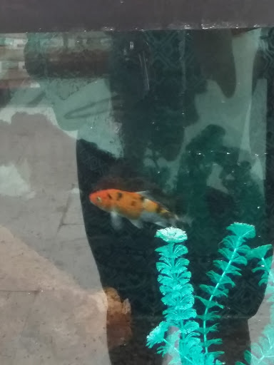 Pet Supply Store «Petco Animal Supplies», reviews and photos, 1207 S Caraway Rd, Jonesboro, AR 72401, USA