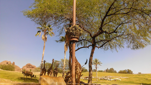 Zoo «Phoenix Zoo», reviews and photos, 455 N Galvin Pkwy, Phoenix, AZ 85008, USA