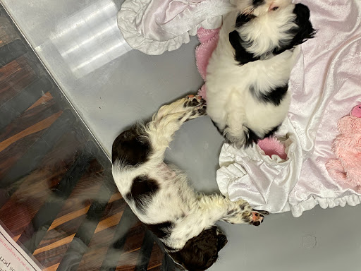 Pet Store «Furry Babies Inc», reviews and photos, 3340 Mall Loop Dr, Joliet, IL 60431, USA