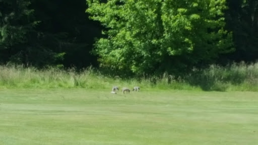 Golf Course «Mint Valley Golf Course», reviews and photos, 4002 Pennsylvania St, Longview, WA 98632, USA