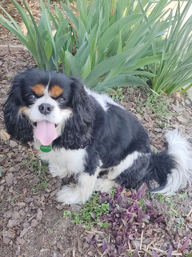 Pet Groomer «A Place 4 Pets», reviews and photos, 1213 George Washington Memorial Hwy, Yorktown, VA 23693, USA