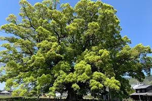 The Great Camphor Tree of Kamo image