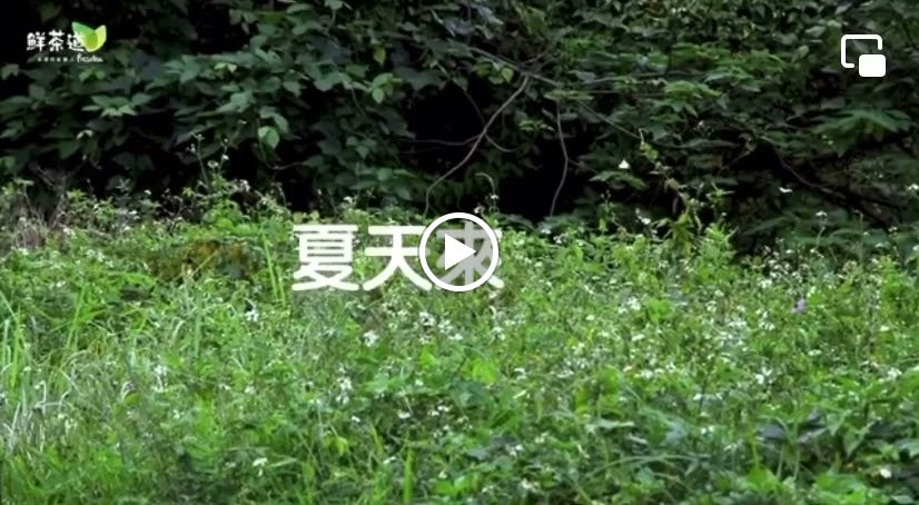 鮮茶道-埔心站前店 的照片