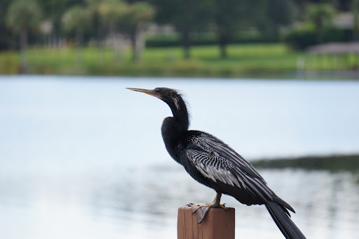 Park «Lake Lily Park», reviews and photos, 900 S Orlando Ave, Maitland, FL 32751, USA