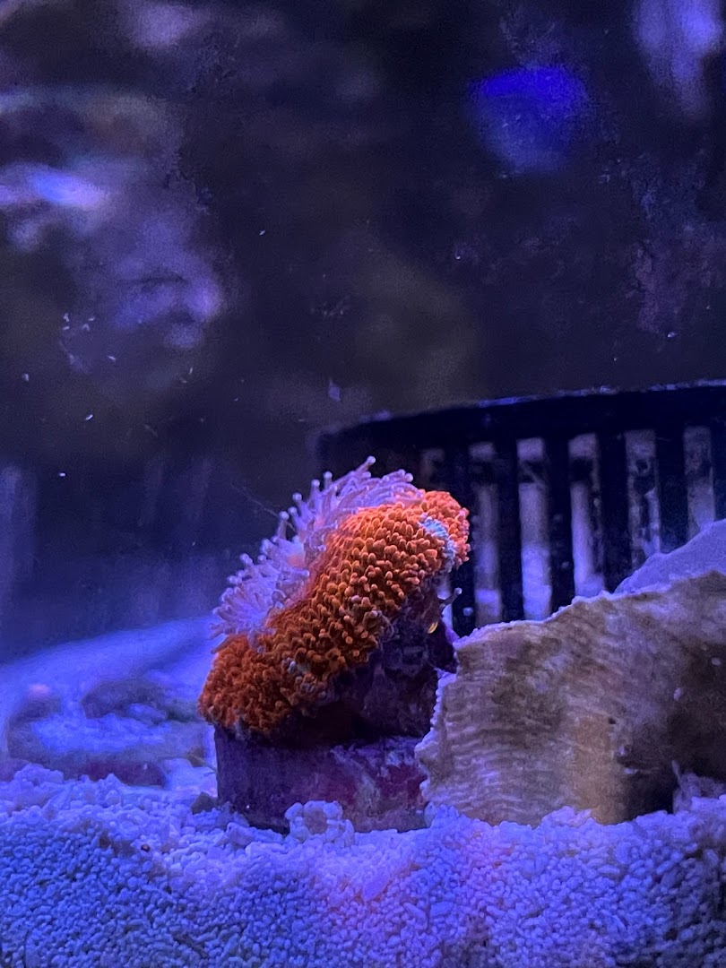 LionKingCorals