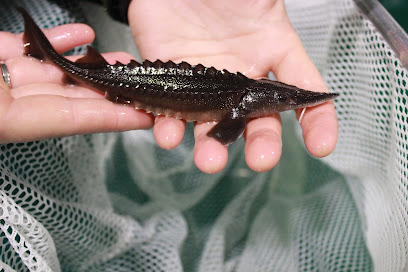 Nechako White Sturgeon Conservation Centre