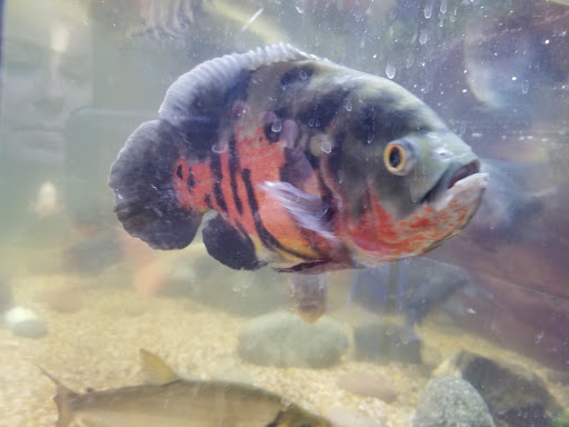 Pet Store «Miles of Exotics», reviews and photos, 8350 N Broadway, Kansas City, MO 64118, USA