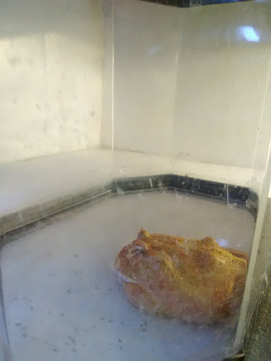 Pet Store «Night Stalkers Pet Emporium», reviews and photos, 5008 Madison Ave, Anderson, IN 46013, USA