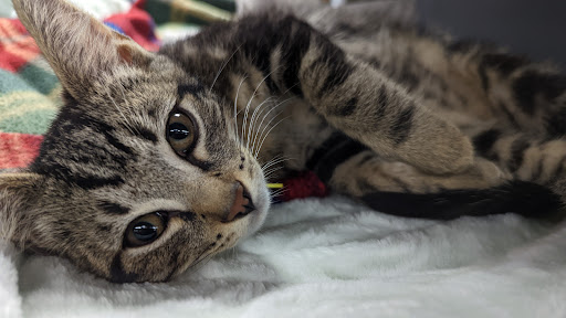 Pet Store «PetSmart», reviews and photos, 14903 4th Ave SW Ste 200, Burien, WA 98166, USA