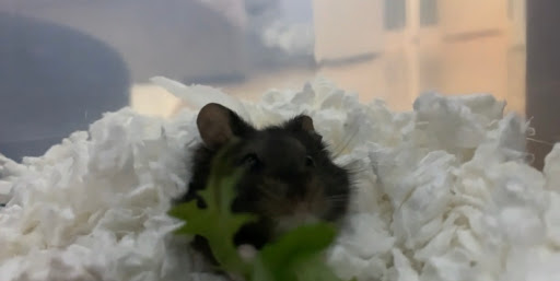 Pet Supply Store «Petco Animal Supplies», reviews and photos, 760 Queen St, Southington, CT 06489, USA