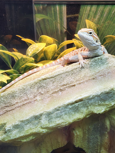 Pet Supply Store «PetSmart», reviews and photos, 2130 Gunbarrel Rd, Chattanooga, TN 37421, USA