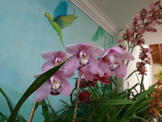 Opiniones de Ecuagenera - Orquídeas del Ecuador en Quito - Centro de jardinería