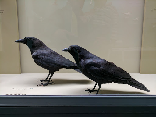 Natural History Museum «Yale Peabody Museum of Natural History», reviews and photos, 170 Whitney Ave, New Haven, CT 06511, USA