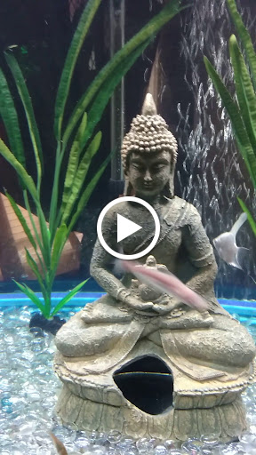 Pet Store «Fish R Us», reviews and photos, 10855 TX-242, Conroe, TX 77385, USA