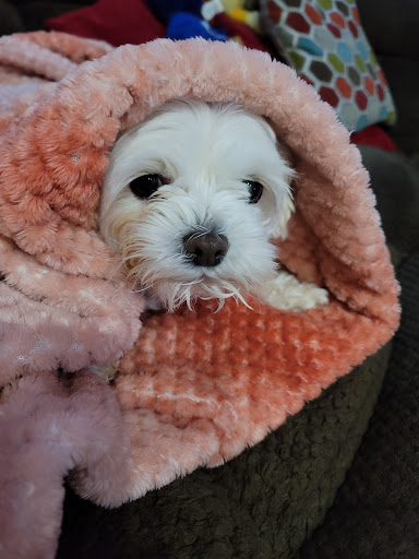 Pet Supply Store «PetSmart», reviews and photos, 1561 N Dysart Rd, Avondale, AZ 85323, USA