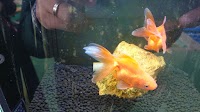 （株）大倉養鯉場