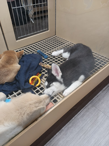 Pet Store «Petland», reviews and photos, 10289 Ulmerton Rd, Largo, FL 33771, USA