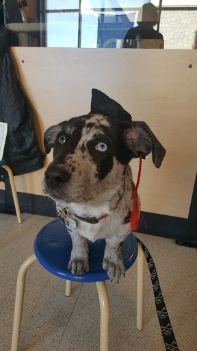 Pet Supply Store «PetSmart», reviews and photos, 585 Main St, Brookfield, WI 53005, USA