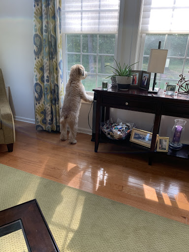 Village Pet Shop, 701 N Black Horse Pike, Williamstown, NJ 08094, USA, 