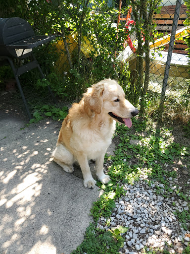 Pet Supply Store «PetSmart», reviews and photos, 2101 Elmwood Ave, Buffalo, NY 14207, USA