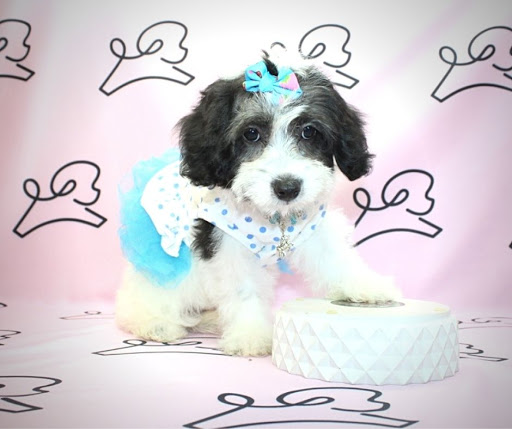 Puppy Heaven- Teacup & Toy Puppies for Sale