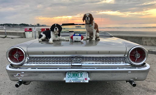 Pet Supply Store «Pet Supply Outlet», reviews and photos, 150 Spaulding Tpke, Portsmouth, NH 03801, USA