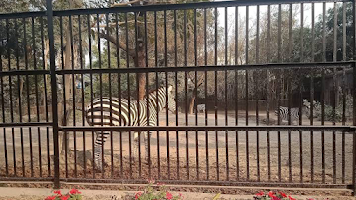Zoological Garden, Alipore Zoo - Zebra Zone Photos