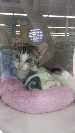 Pet Supply Store «Pet Supplies Plus», reviews and photos, 22124 Ecorse Rd, Taylor, MI 48180, USA
